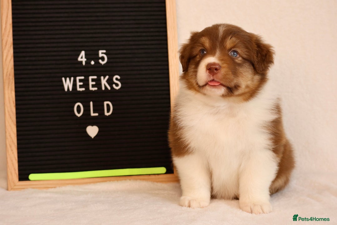 Australian Shepherd dogs for sale: KC Australian Shepherd Puppies  - Image 15