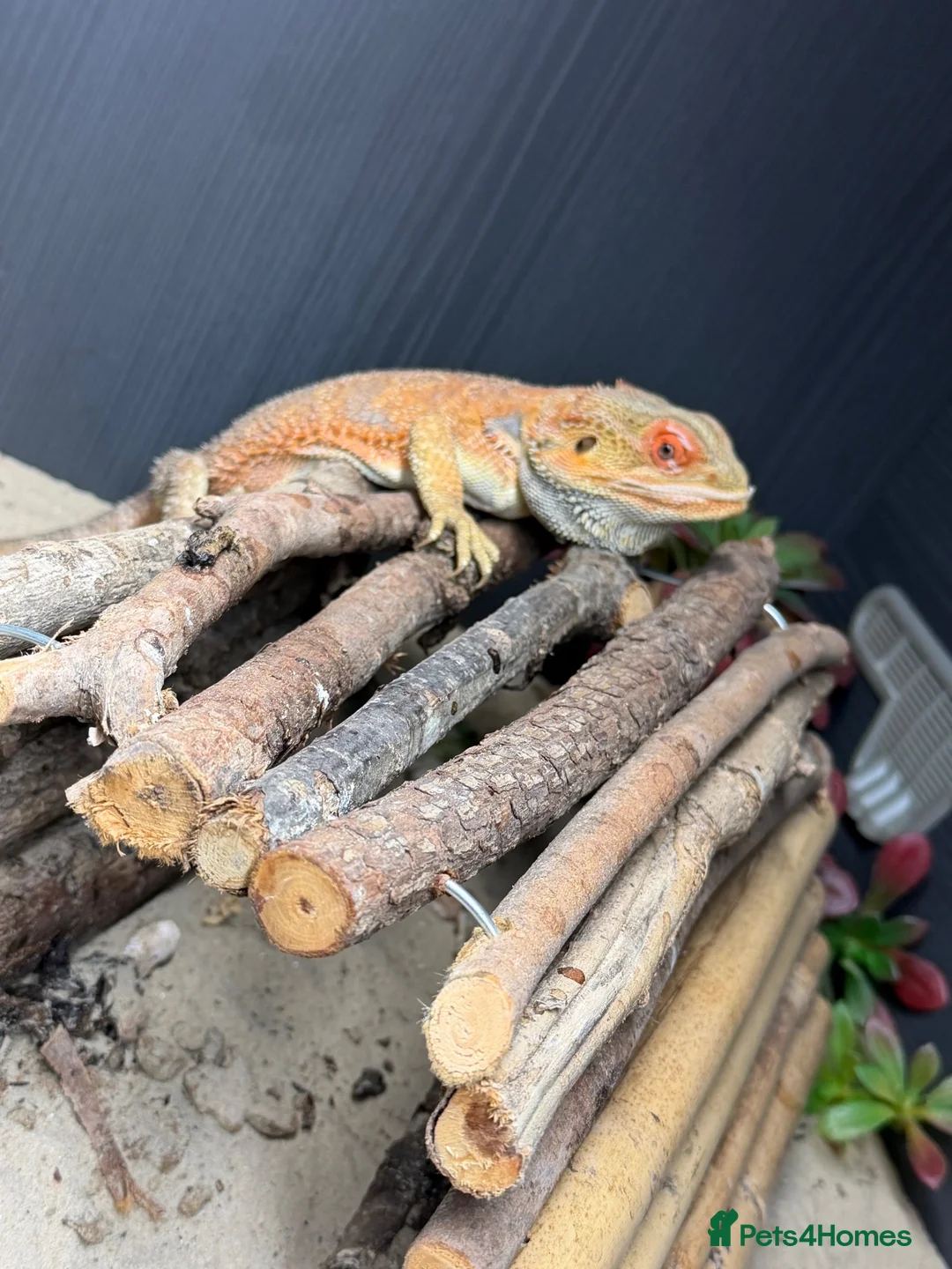 Bearded Dragon reptiles for sale: Draco  - Advert 2