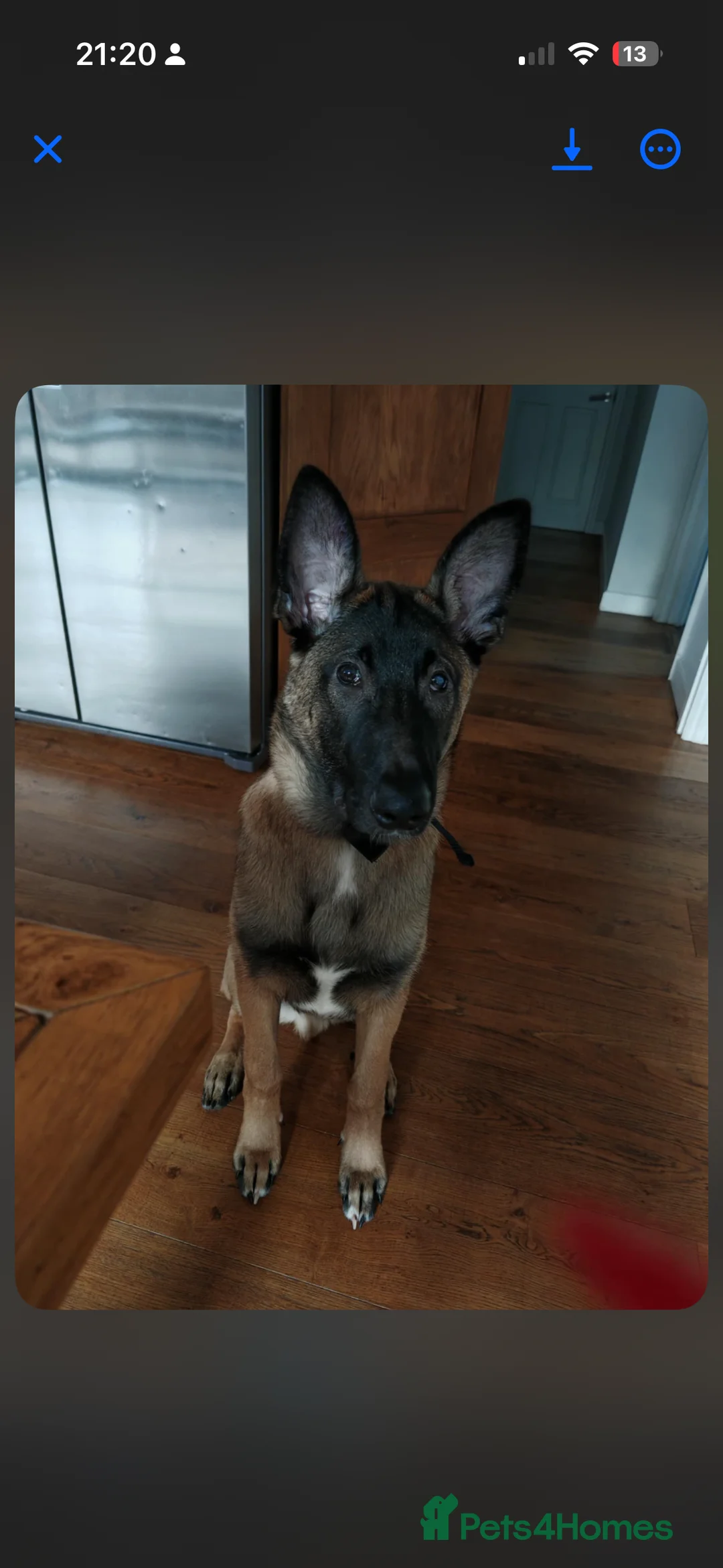 Belgian Shepherd Dog dogs for sale: Malinios male puppy in Barnoldswick - Advert 13