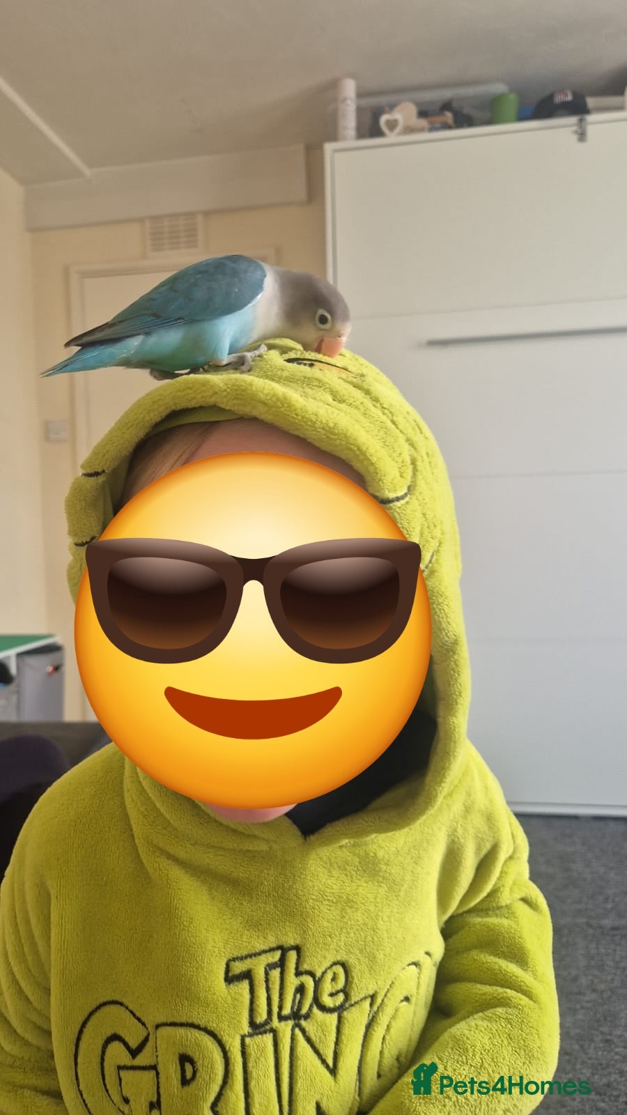 Lovebirds birds Lovebird - Advert 2