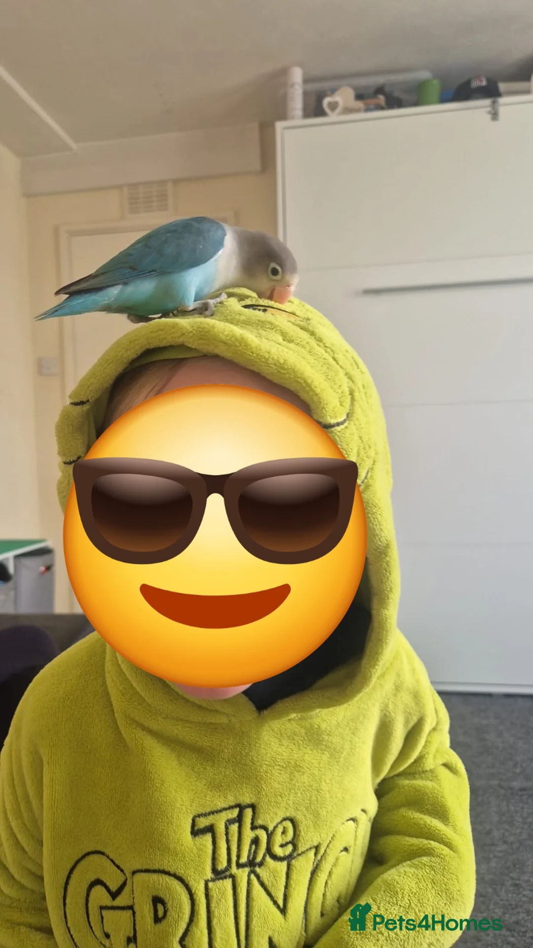 Lovebirds birds for sale: Lovebird - Advert 1