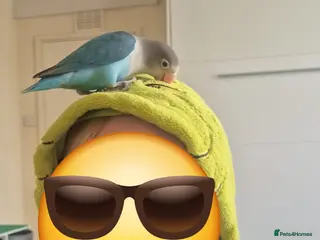 Lovebirds birds Lovebird - Advert 2