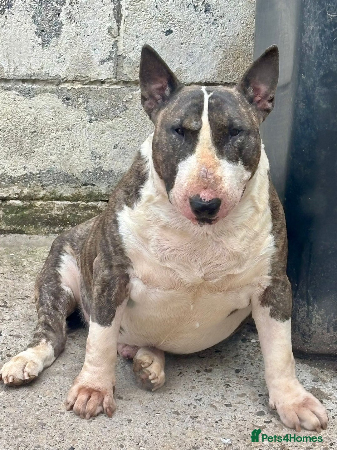 Bull Terrier dogs for stud: Big beautiful Bull Terrier for stud  - Advert 2