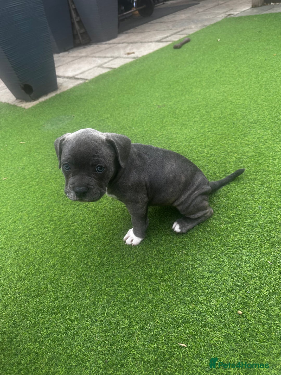 Mixed Breed dogs for sale: Staffordshire bull terrier x French bulldog Merle  - Image 8