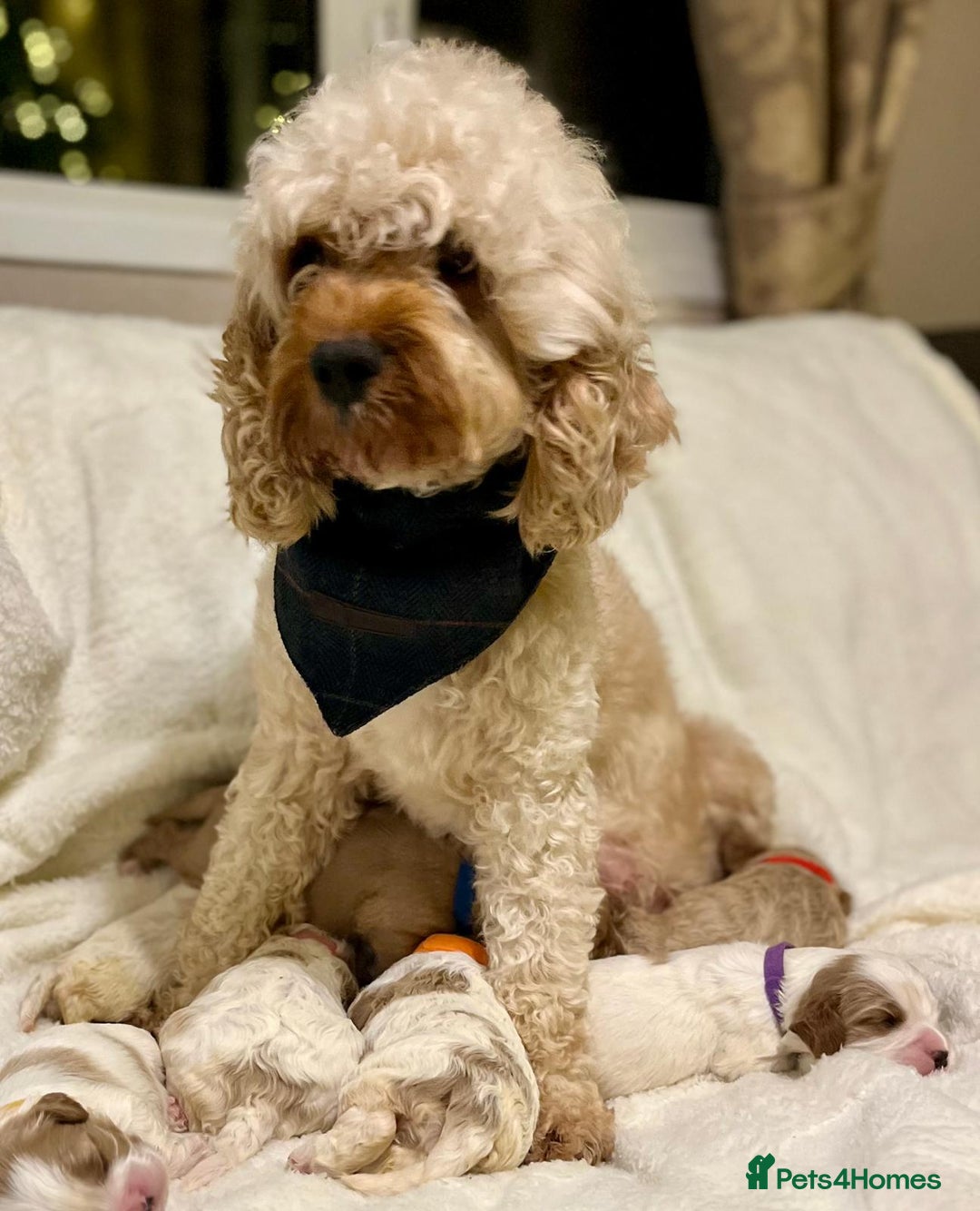 Cavapoo dogs for sale: F1B cavapoo puppies-extensively health tested - Advert 7