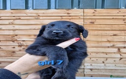 Labradoodle dogs for sale: F1b labradoodle,  back cross to a labrador - Image 7