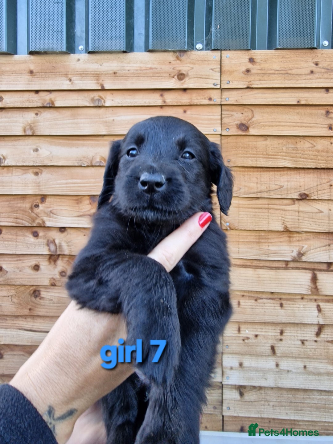 Labradoodle dogs for sale: F1b labradoodle,  back cross to a labrador - Image 7