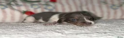 Dachshund dogs for sale: Mini miniature dachshund puppies beautiful baby’s  - Advert 5