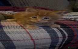 Maine Coon cats for sale: Maine Coon Kittens  - Image 17