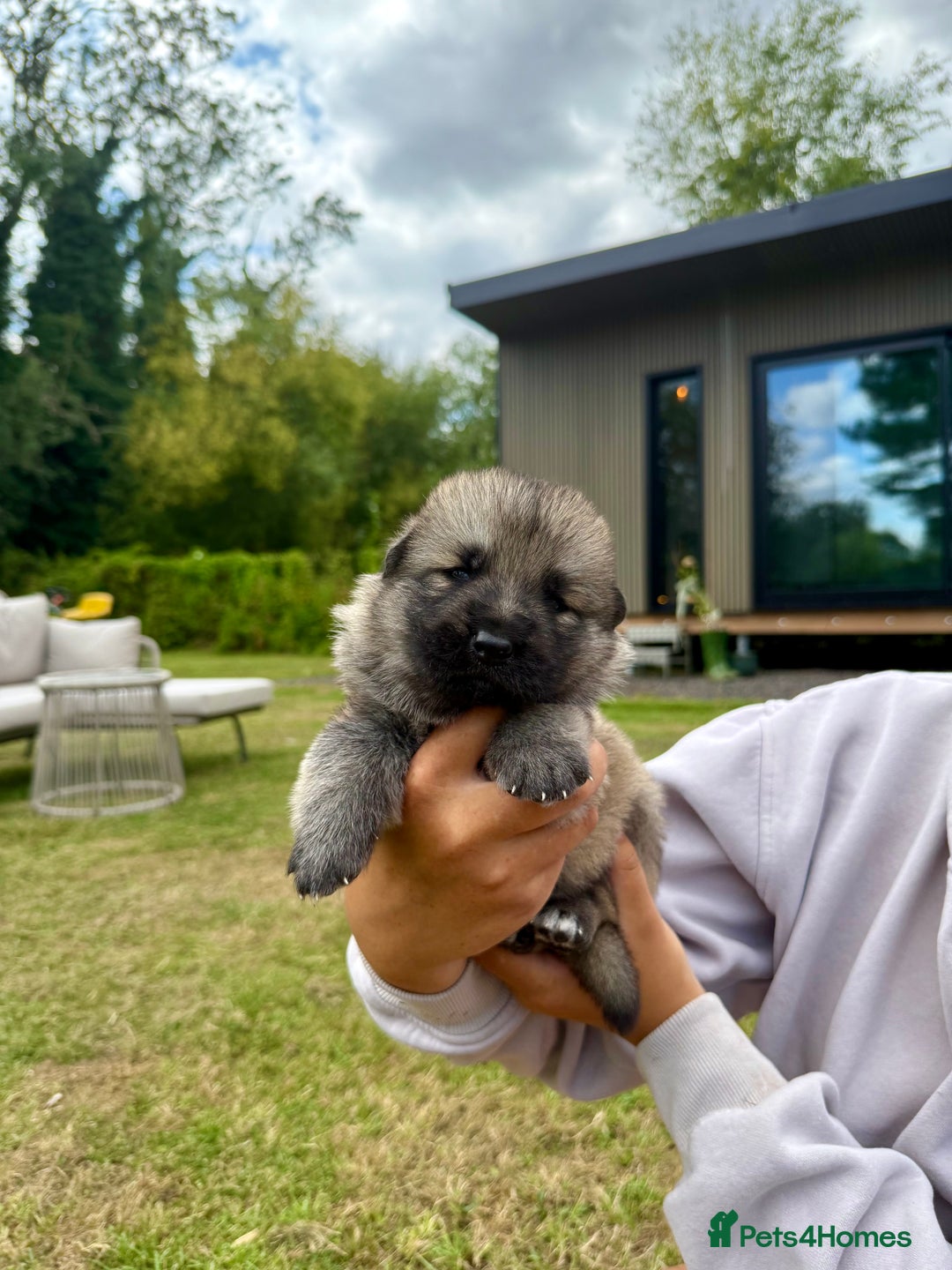 German Shepherd dogs for sale: ❤️KC health tested unique gsd babies 🩷 - Image 3