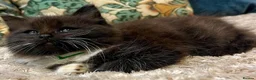 Mixed Breed cats for sale: 6 Fluffy Ragdoll Cross Kittens 3 Boys & 3 Girls 🐾 - Advert 11