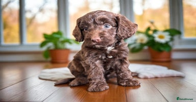 Cockapoo dogs - Advert 11