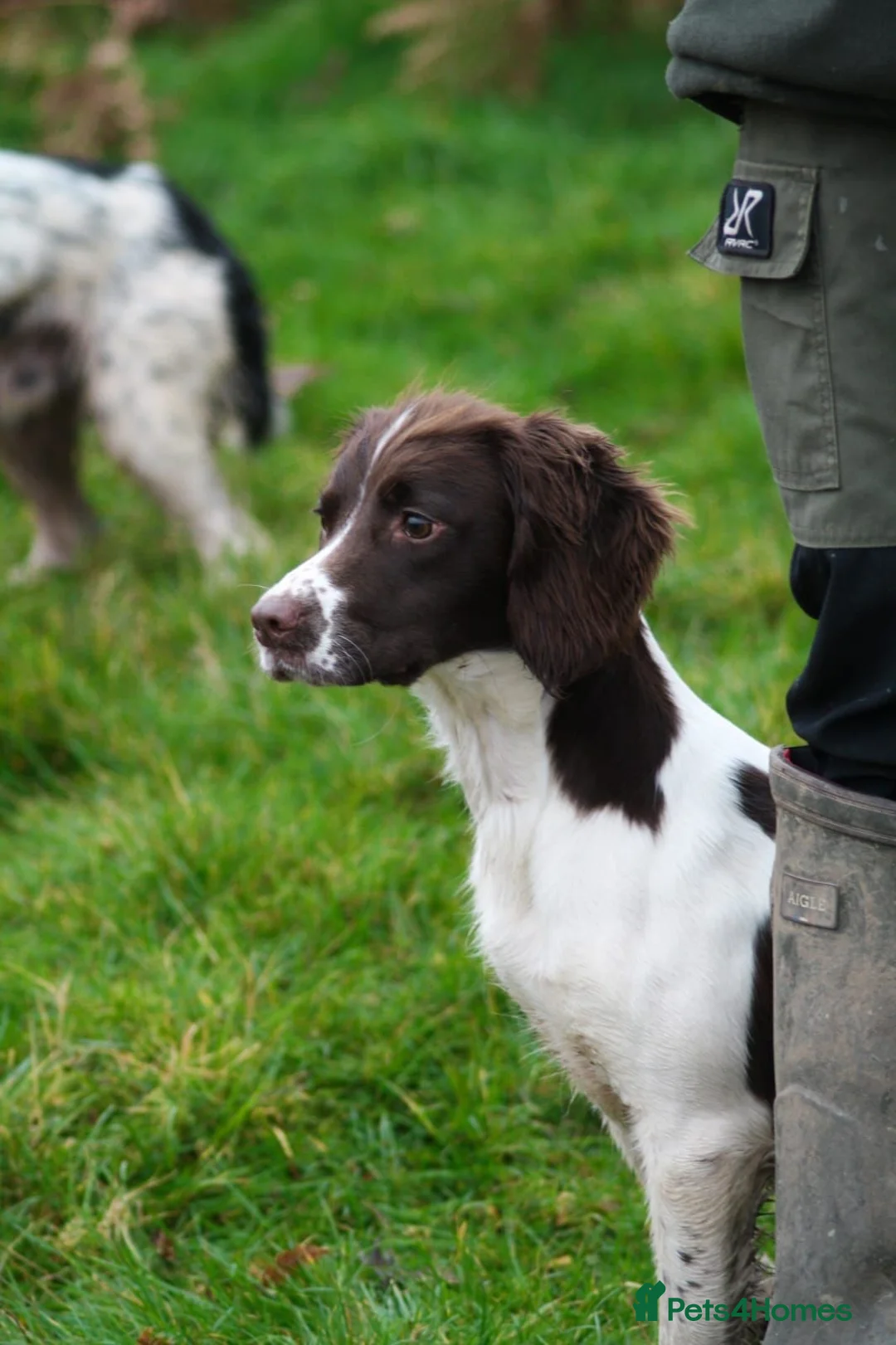 English Springer Spaniel dogs for sale: Stunning Springer Spaniel  - Advert 7