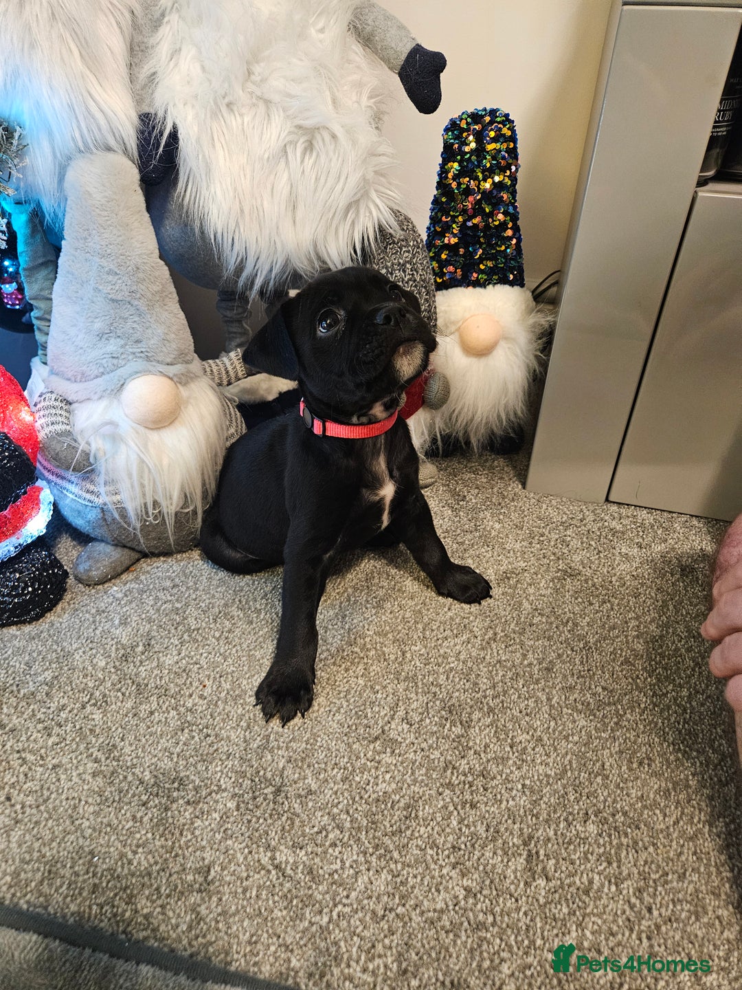 Mixed Breed dogs for sale: Staffy/English Bulldog puppies - Advert 5