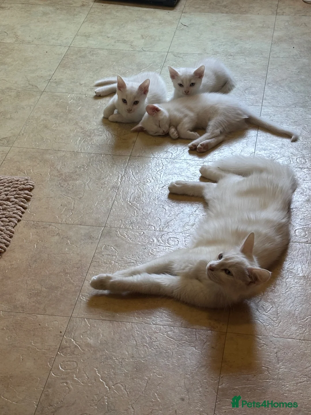 Mixed Breed cats for sale: Ready to go now - 3 beautiful male kittens - Advert 12