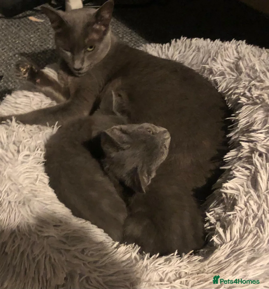 Russian Blue cats for sale: Russian blue beautiful babies - Advert 4