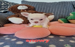 Chihuahua dogs for sale: Chihuahuas puppy's   - Image 20