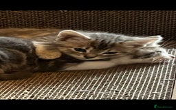 Maine Coon cats for sale: Fluffy crossed maine coon kittens for sale - Image 7