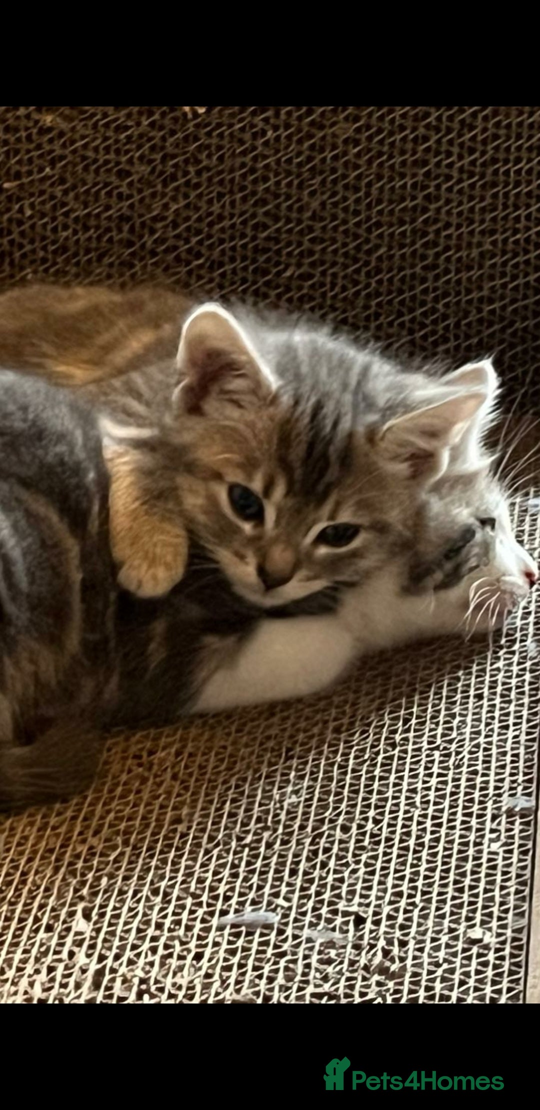 Maine Coon cats for sale: Fluffy crossed maine coon kittens for sale - Image 7