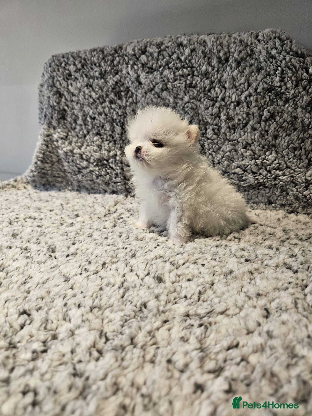 Pomeranian dogs for sale: Adorable mini Pomeranian ❤ - Advert 23