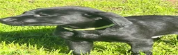 Labrador Retriever dogs for sale: Gorgeous Labrador Boy Puppy Last one in Newton Abbot - Advert 9