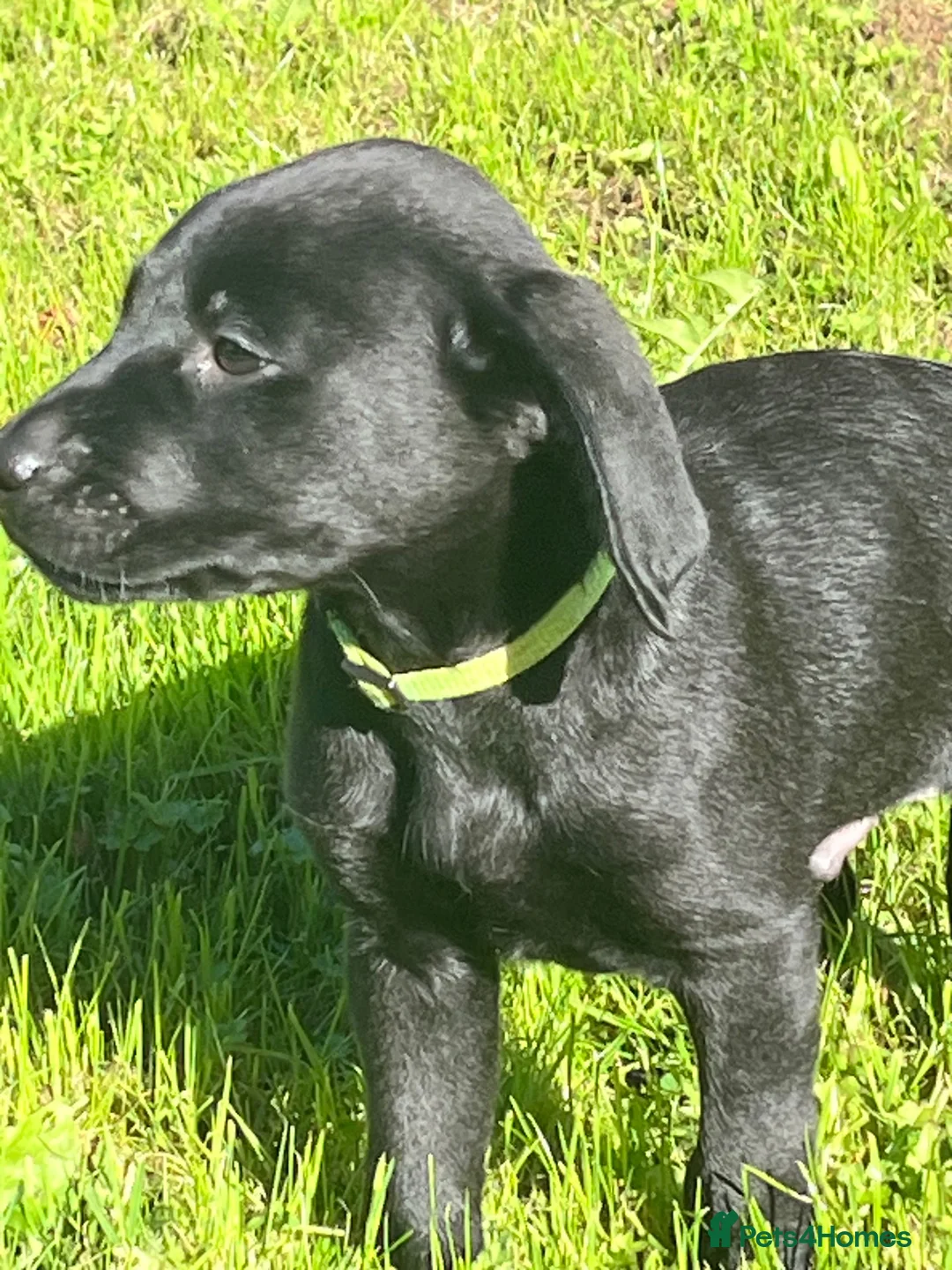 Labrador Retriever dogs for sale: Gorgeous Labrador Boy Puppy Last one in Newton Abbot - Advert 9