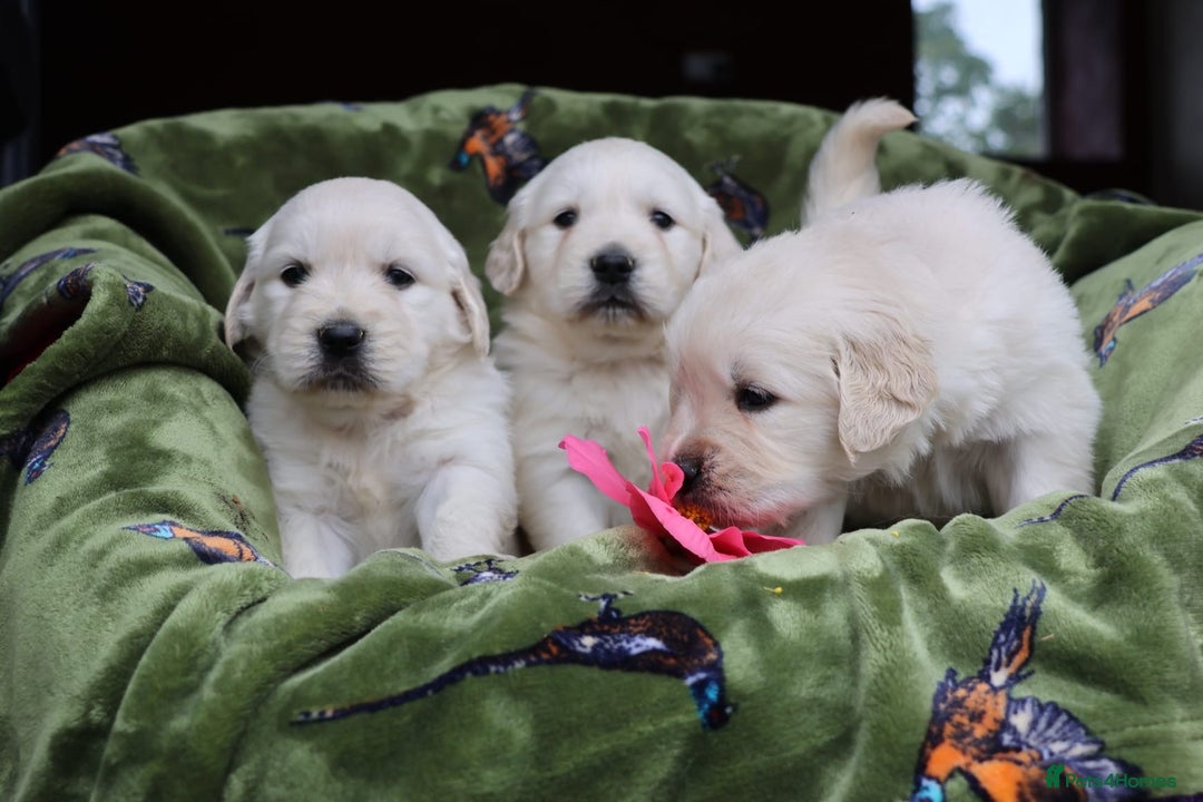 Golden Retriever dogs for sale: KC, Extensively Health tested Parents. Snow white - Image 17