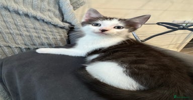 Mixed Breed cats - Advert 2