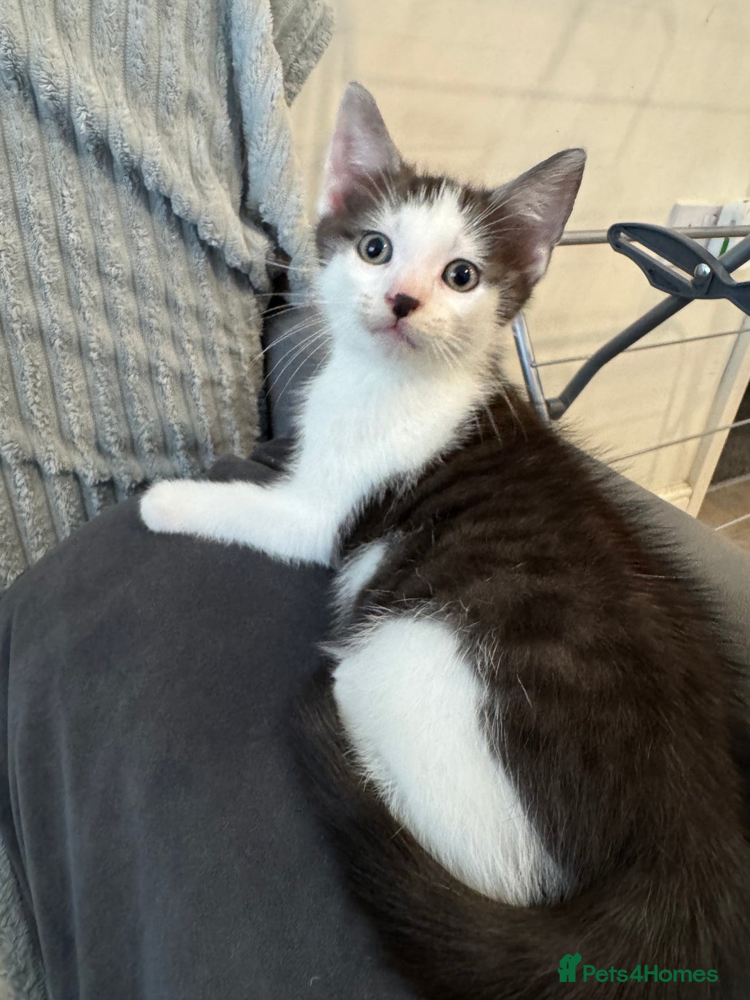 Mixed Breed cats for sale: Kittens for sale - Image 3