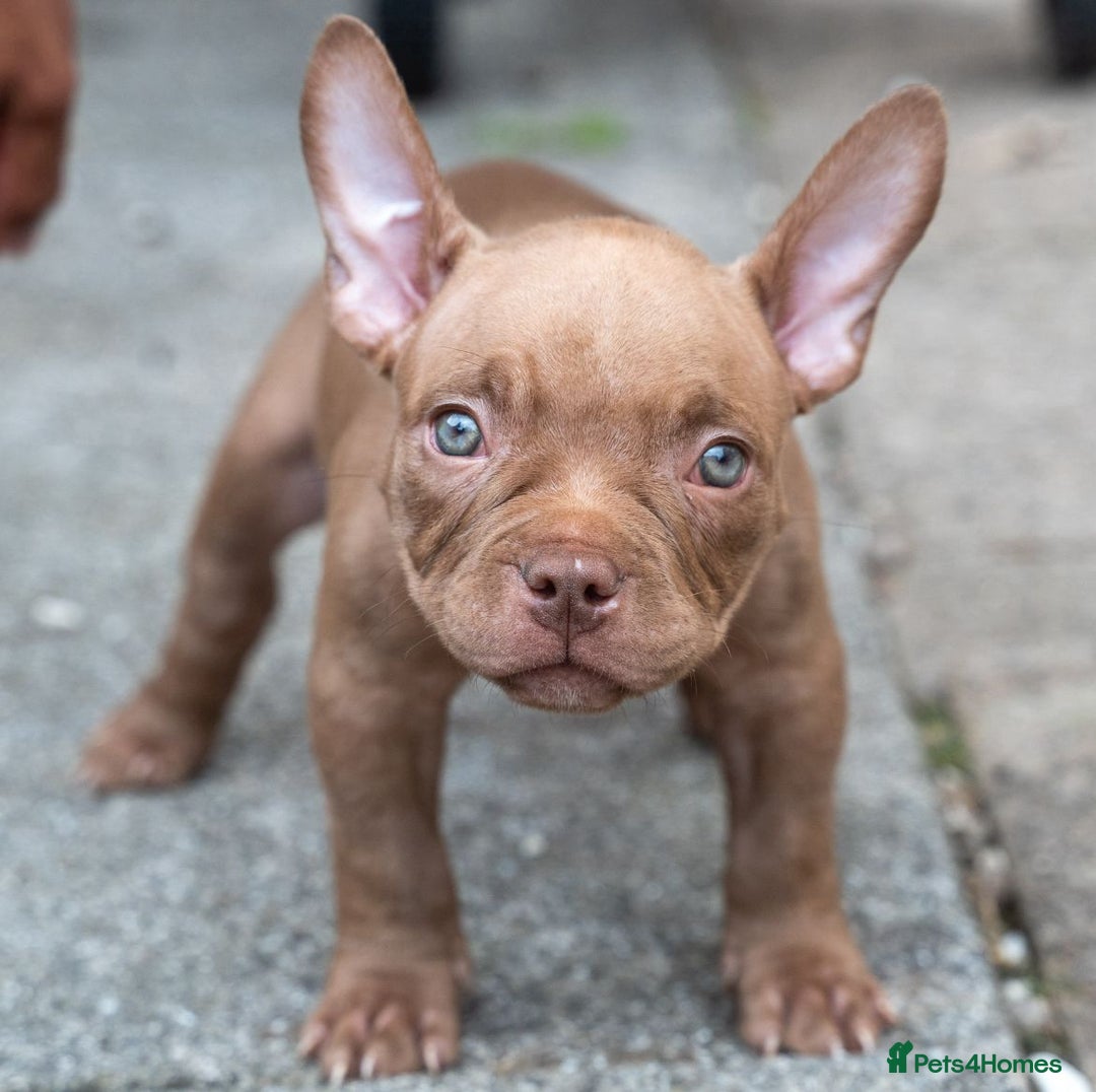 American Bully dogs for sale: ABKC Registered Pocket Bully Puppies in Wolverhampton - Image 7