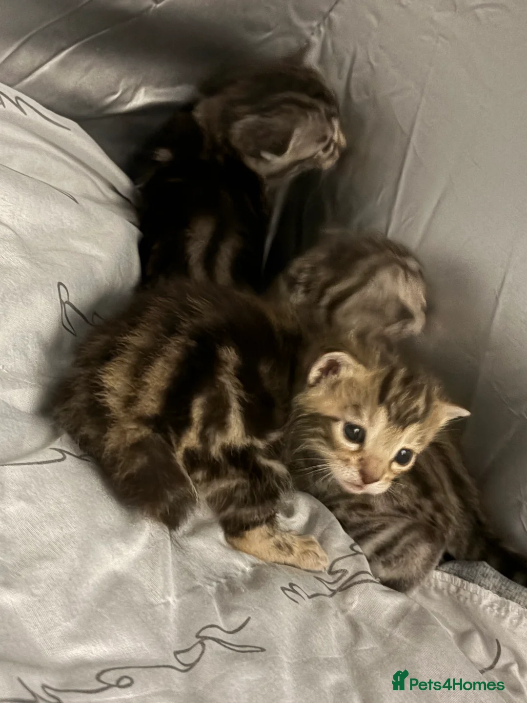 Bengal cats for sale: 3 beautiful kittens  - Advert 7