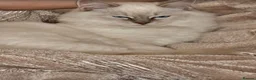 Ragdoll cats for sale: 5 Month Ragdoll Lilac Lynx in Stockport - Advert 3