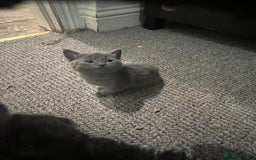 Mixed Breed cats for sale: Very friendly beautiful fluffy kittens  - Image 26