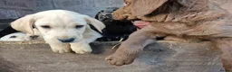 Labrador Retriever dogs for sale: 13 REALLY BEAUTIFUL LABRADOR PUPPIES  - Advert 2