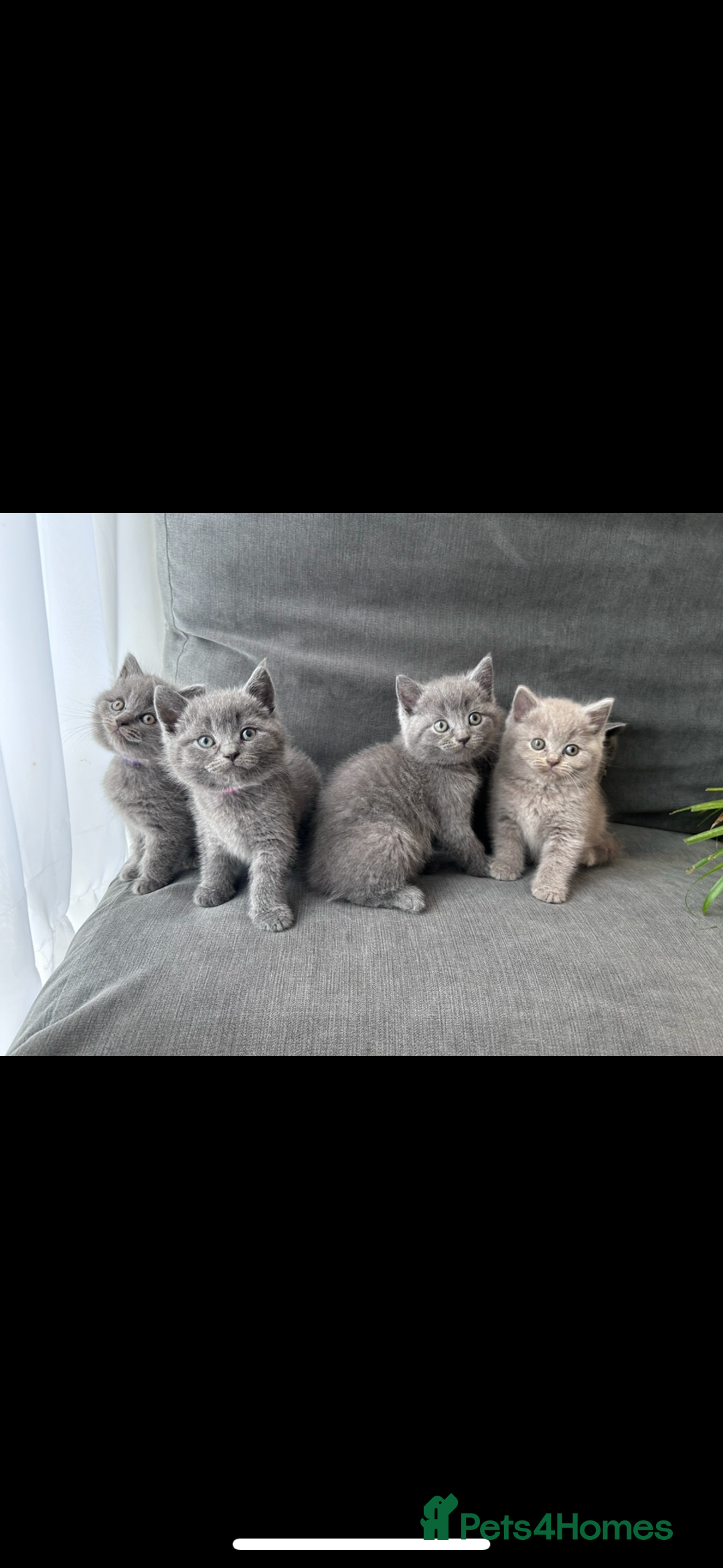 British Shorthair cats for sale: PURE PEDIGREE BSH KITTENS - Image 12