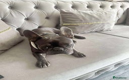 French Bulldog dogs for sale: French Bulldog - Image 3