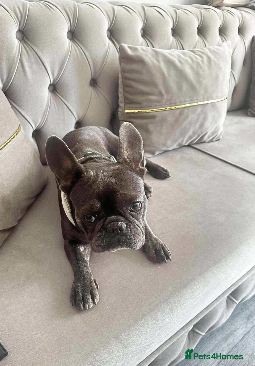 French Bulldog dogs for sale: French Bulldog - Image 3