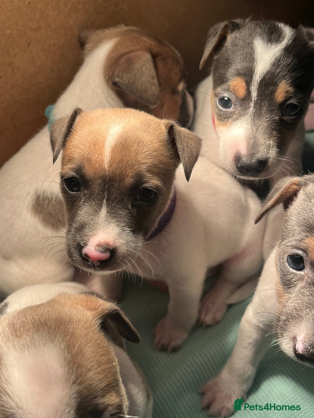 Jack Russell dogs for sale: 4 left!!! Blue/red tri JR puppies  - Advert 9