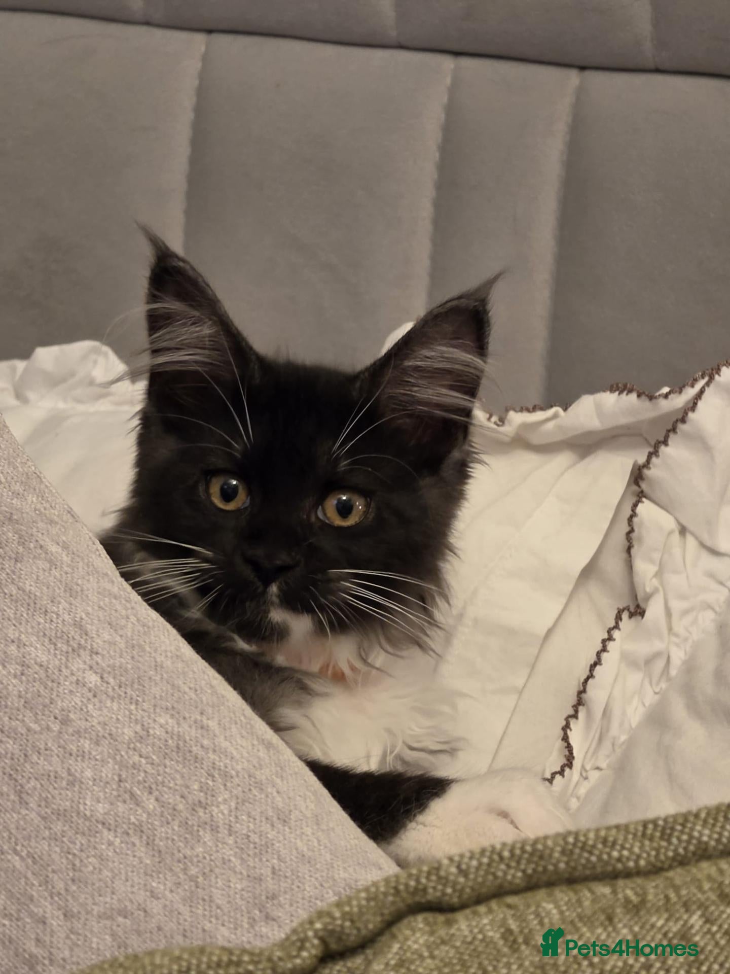 Maine Coon cats Maine Coon Kittens- TICA registered  - Advert 1