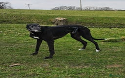 Greyhound dogs for sale: Male Greyhound for sale - Image 9