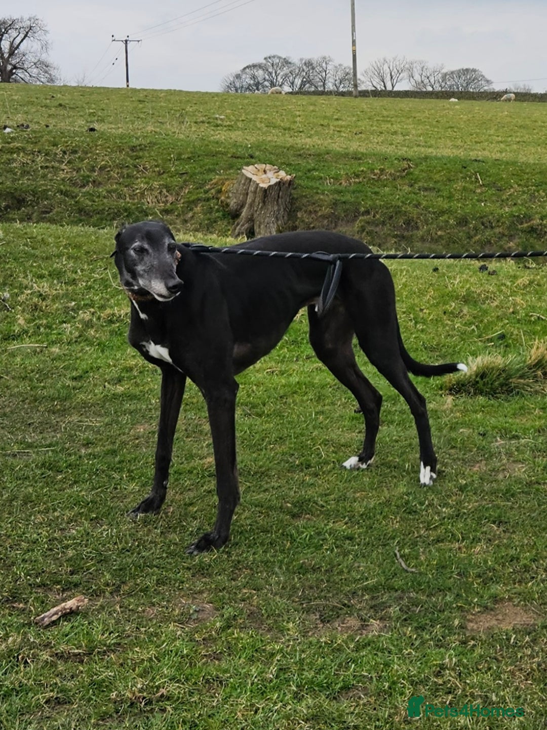 Greyhound dogs for sale: Male Greyhound for sale - Image 9
