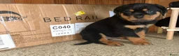 Rottweiler dogs for sale: Elegant chunky big bones in Kilmarnock - Advert 2