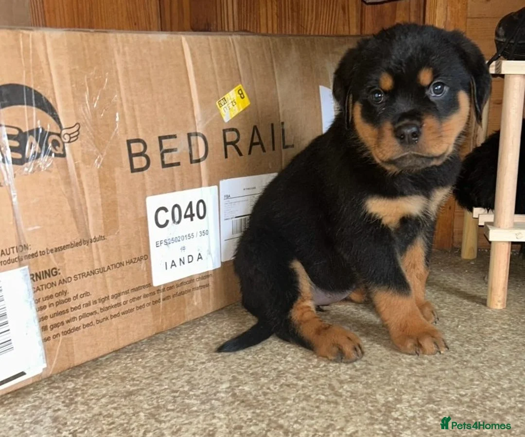 Rottweiler dogs for sale: Elegant chunky big bones in Kilmarnock - Advert 2