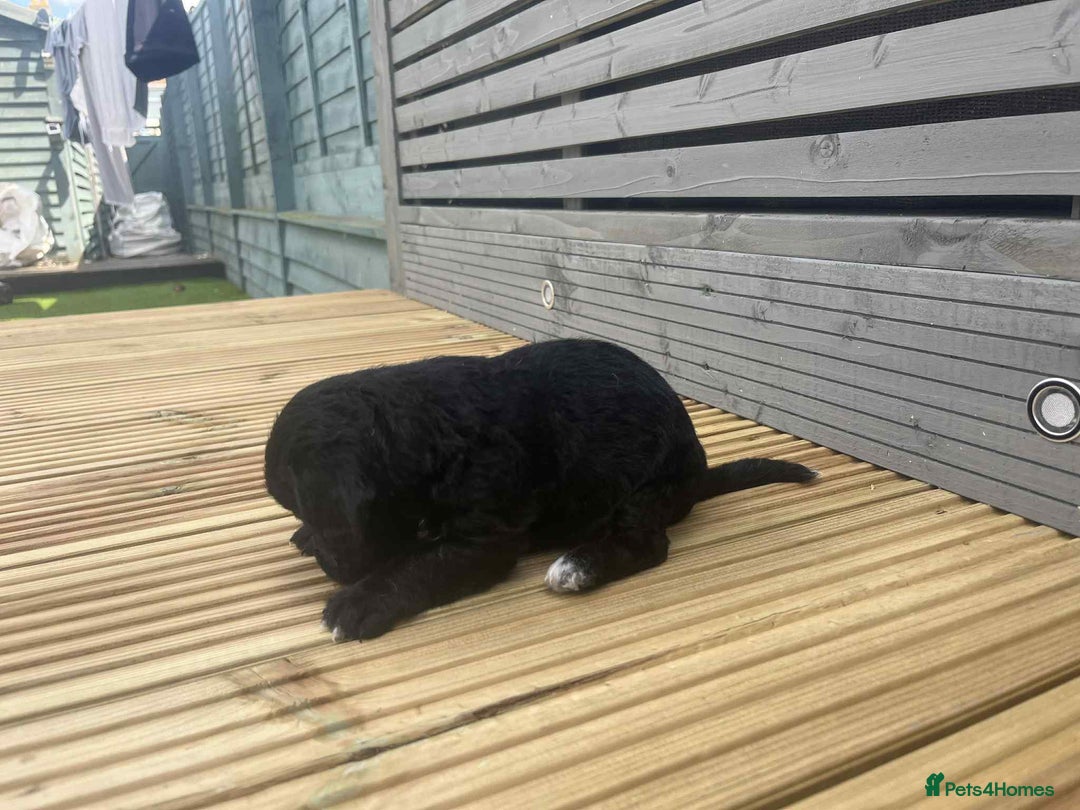 Mixed Breed dogs for sale: Stunning jackapoo x cocapoo puppies - Image 19