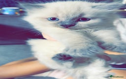 Ragdoll cats for sale: Ragdoll kittens for sale  - Image 2