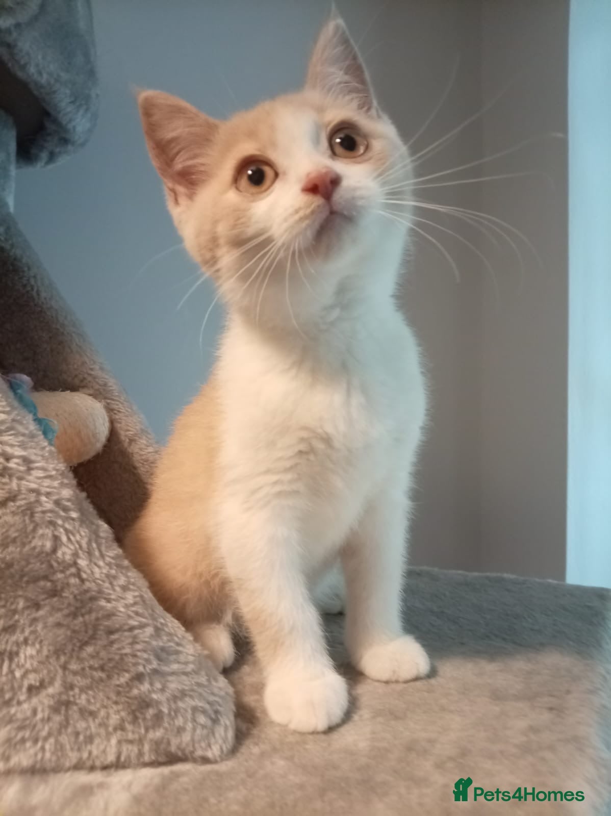 British Shorthair cats Stunning short haired kittens  - Advert 16