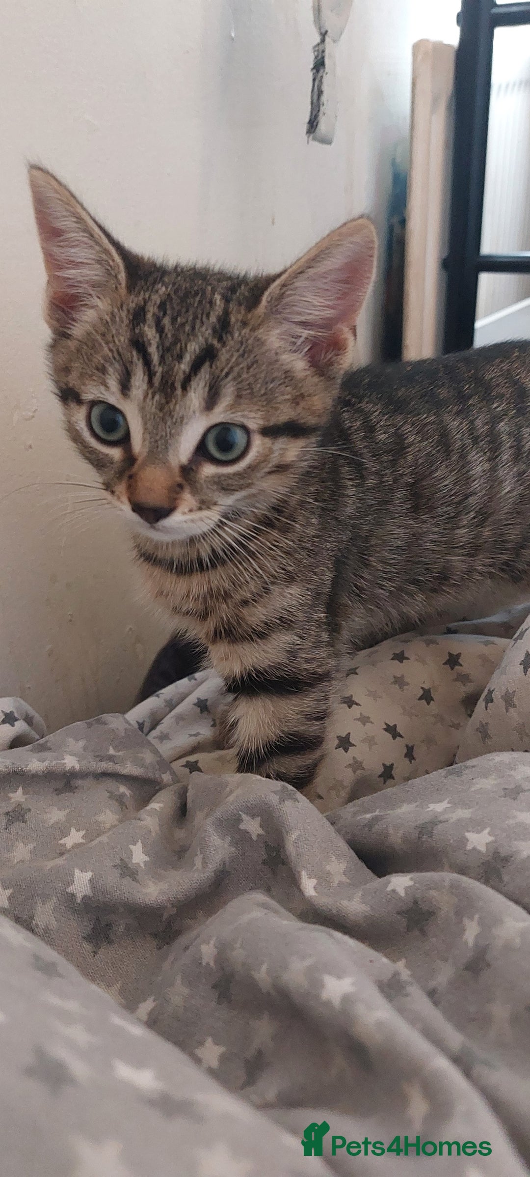 Mixed Breed cats for sale: Boy kitten playful and available now  - Advert 3