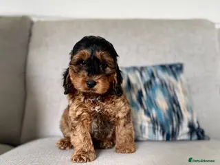 Cockapoo dogs F1 cockapoo puppies - Advert 5