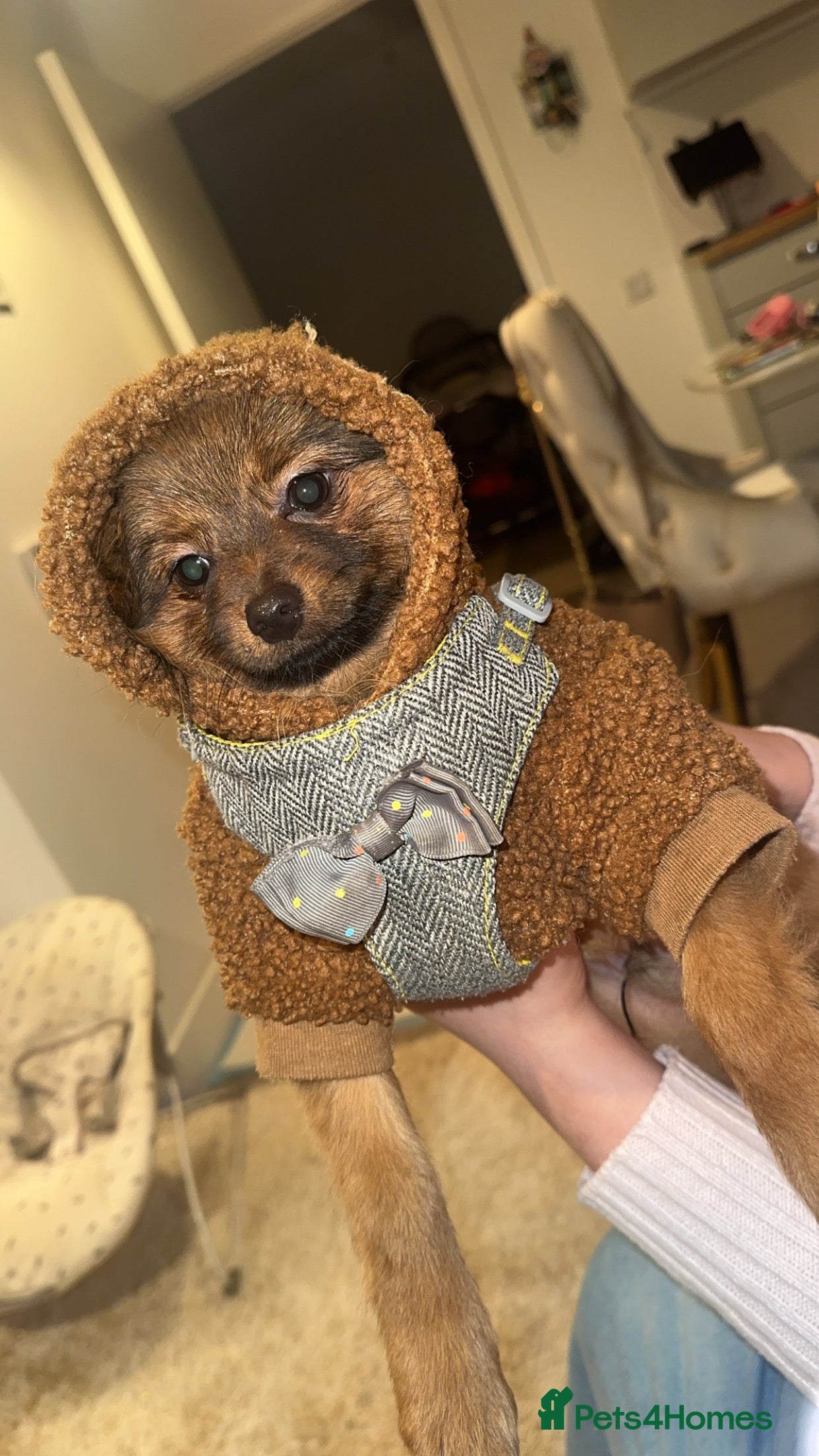 Pomeranian dogs Pomeranian - Advert 4