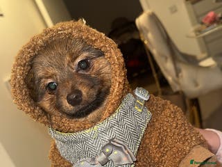 Pomeranian dogs Pomeranian - Advert 18